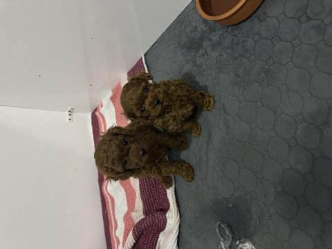 Mükemmel toy poodle