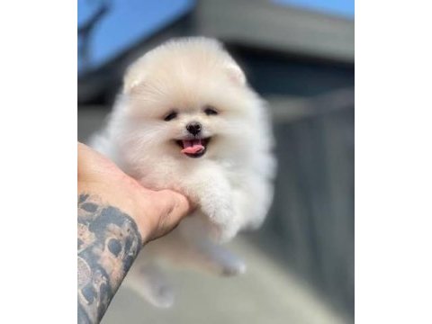 Korean teacup pomeranian boo