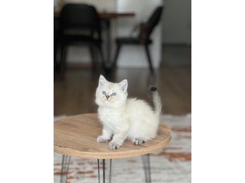 Evinizin neşesi mavi göz british shorthair bebek
