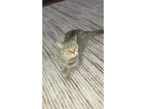 Kedimiz sahiplendirilecektir