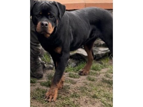 Avrupa şampiyonu rottweiler yavrusu 10 aylık erkek