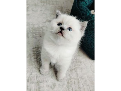 British shorthair ve blue point