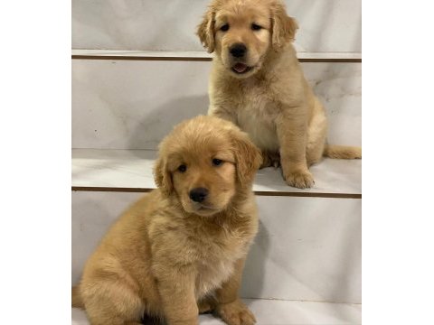 Golden retriever yavruları