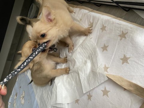 2 dişi 1 erkek şivava bebek