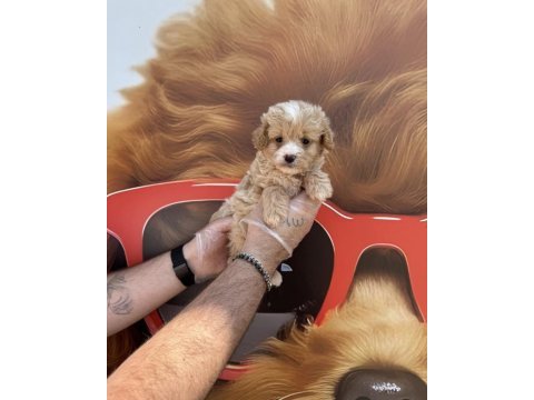 Irk garantili maltipoo yavrularımız