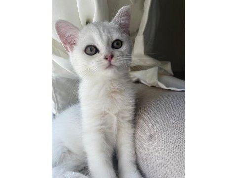 Sliver yavru kedimiz