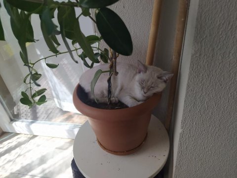 Safkan blue point british shorthair 3,5 aylık dişi