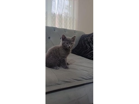 Safkan british shorthair kedisi