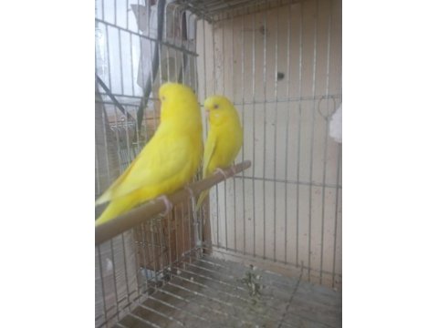 Kırmızı göz takım muhabbet kuşu