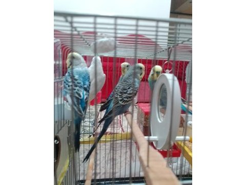 2 yumurtalı dişi 1 erkek 3 aylık 2 yavru muhabbet kuşu