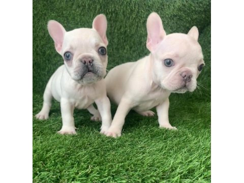 Egzotik french bulldog bebekler yeni yuvasını arıyor