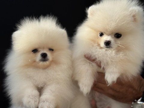 Show kalite tea cup pomeranian yavrularımız