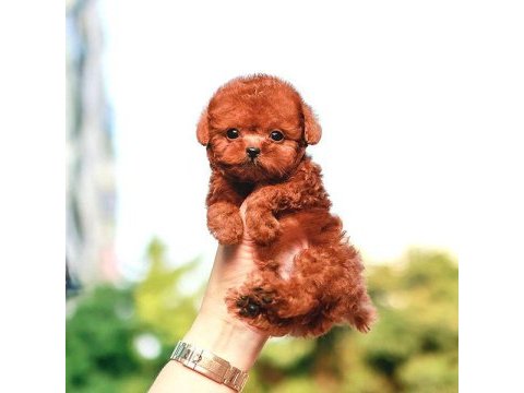 Toy poodle bebek köpeklerim