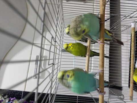 8 adet muhabbet kuşu