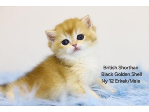 British shorthair black golden erkek yavru