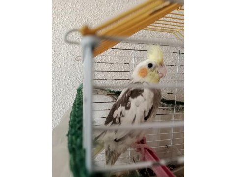 Erkek yavru sultan papağanı