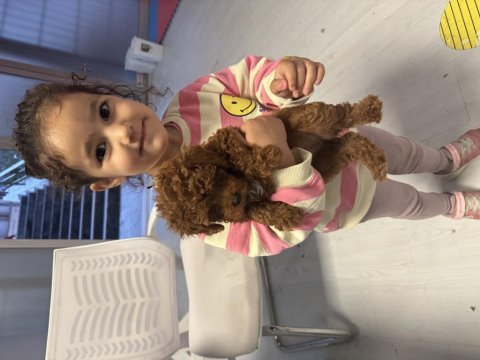 Toy poodle