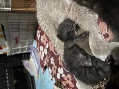 Minik yavru kediler aile arıyor