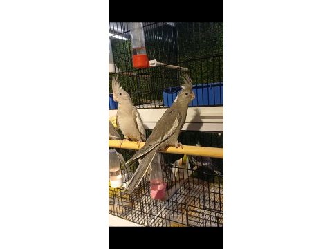 Yavrular yeni evlerine hazır sultan papağanlar