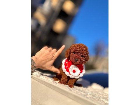 Safkan toy poodle yavrular