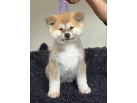 Fci kif şecereli safkan akita inu yavru