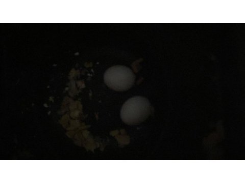 Yumurta yavru garantili japones ve düz takım muhabbet kuşu