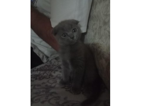 Scottish fold kedimiz