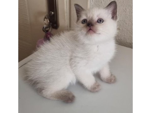 Mavi gözlü scottish fold yavrular