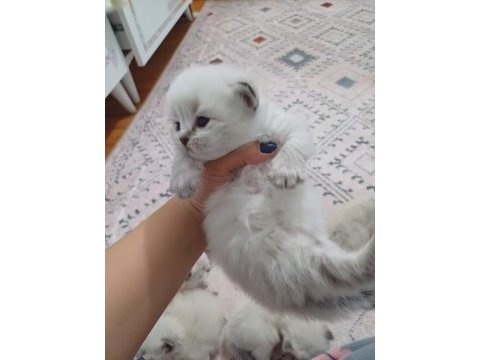 Safkan british longhair silver point yavrular