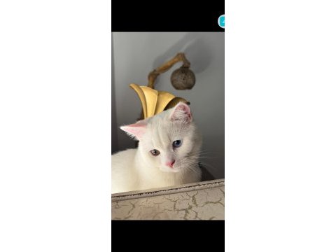 British longhair kedisi