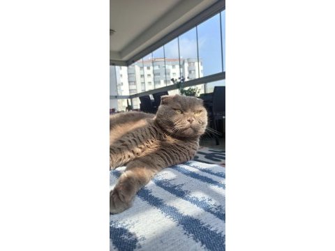 Scottish fold sahiplendirme