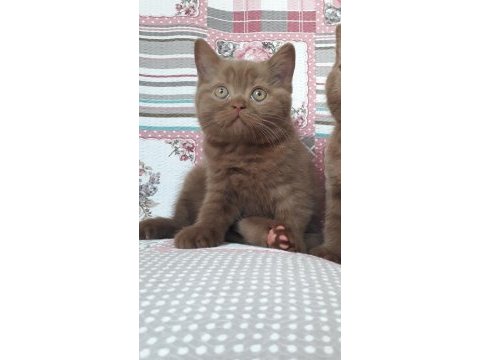 Cinnamon tarçın kahverengi british shorthair yavruları