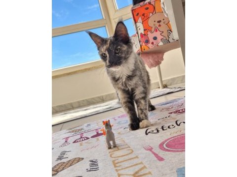 Safkan şecereli dişi maine coon