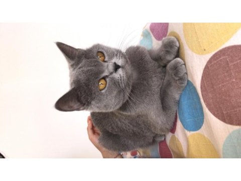 Dişi british shorthair