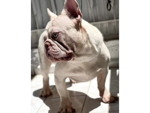 Erkek french bulldog lilac tan platinyum
