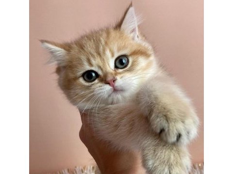 British shorthair yavruları