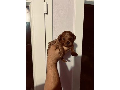 Kore poodle yavrular