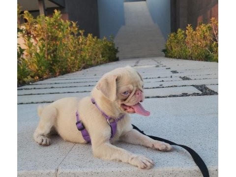7 aylık pink and tan dişi pug mops izmir