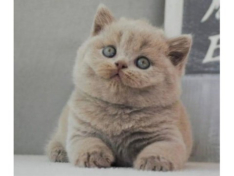 En özel lilac british shorthair