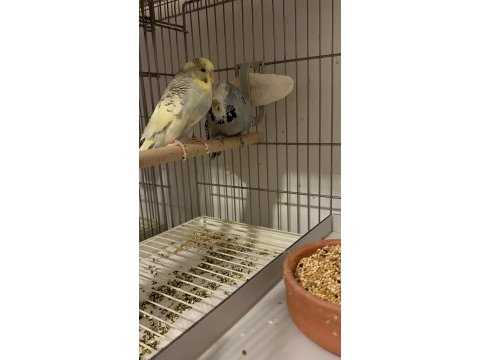 Üst vasıf show jumbo hazır çift muhabbet kuşu