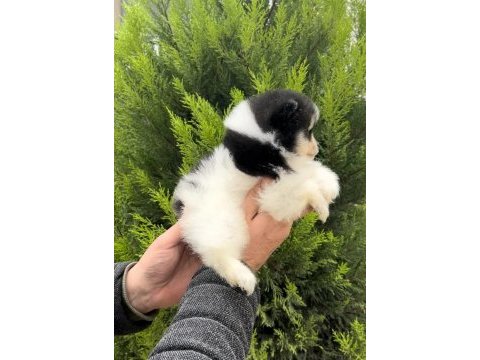 En özeli bizim olsun diyenlere three color pomeranian
