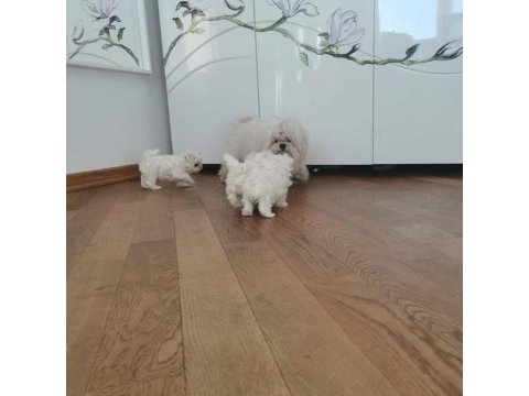 Safkan kore maltese sıfır boy