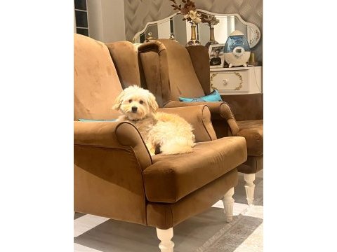 Ücretsiz takip şartlı maltipoo sahiplendirme