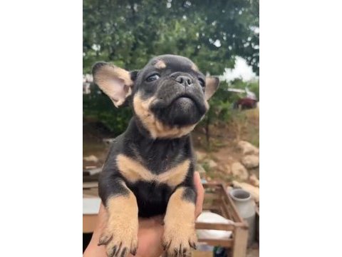 French bulldog yavrularımız ırk ve sağlık garantili