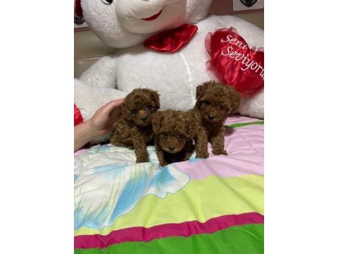 Toy poodle yavrularımız