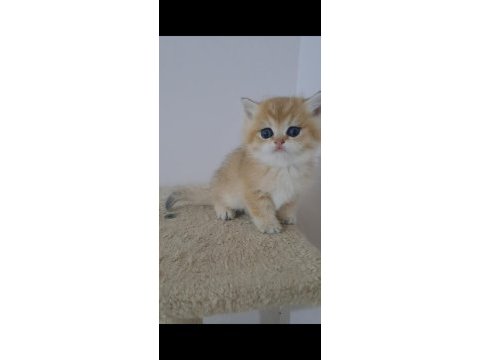 British shorthair golden erkek