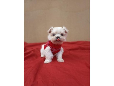 Kore maltese