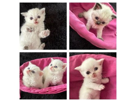 Ücretli sahiplendirilecektir british shorthair