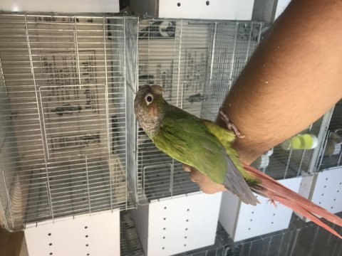 Konur takım dişi ful evcil isteyene gider