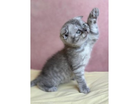 Scottish fold 1,5 aylık